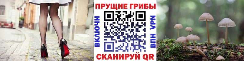 Псилоцибиновые грибы Psilocybine cubensis Сергач